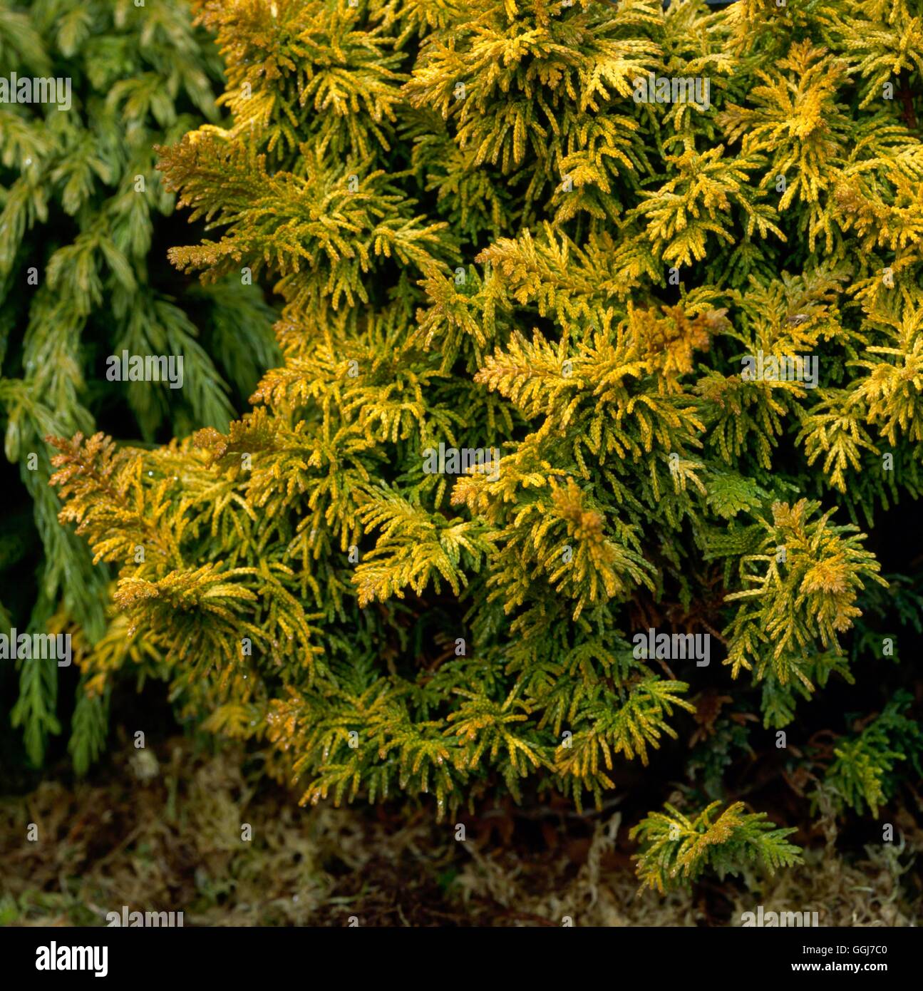 Chamaecyparis obtusa - `Fernspray Gold'   CON068320 Stock Photo